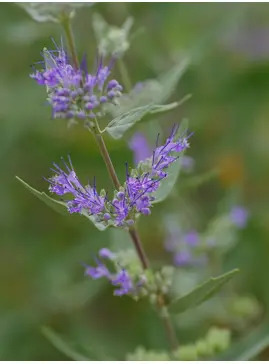 Caryopteris x clandonensis 'Heavenly Blue'