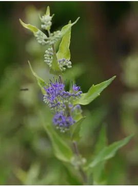 Caryopteris x clandonensis 'Worcester Gold'