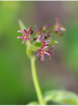 Vincetoxicum fuscatum