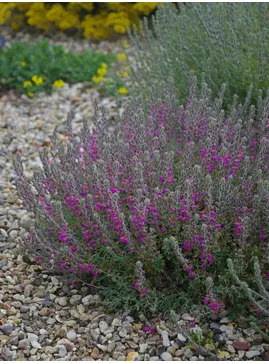 Teucrium marum