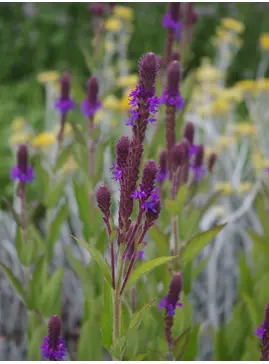 Verbena macdougalii