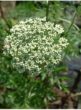 Cenolophium denudatum