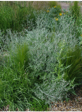 Centaurea 'Silver Feather'