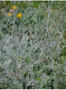 Centaurea 'Silver Feather'