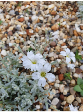 Cerastium tomentosum var. columnae