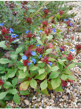 Ceratostigma plumbaginoides