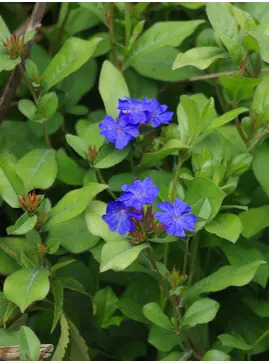 Ceratostigma plumbaginoides