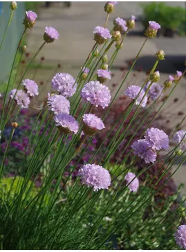 Armeria pungens