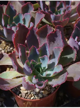 Echeveria shaviana 'Pink Frills'