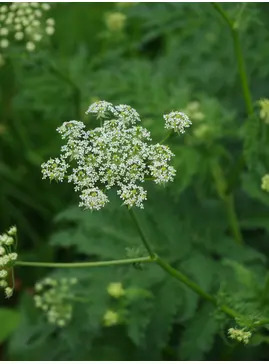 Chaerophyllum azoricum
