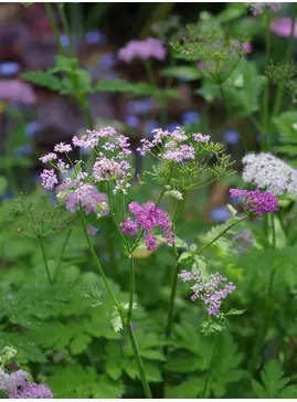 Chaerophyllum hirsutum 'Roseum'