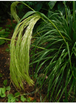 Chionochloa flavicans