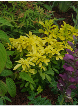 Choisya ternata [Sundance] ('Lich')