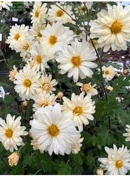 Chrysanthemum 'E H Wilson'