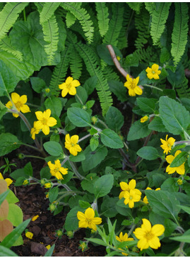 Chrysogonum virginianum var. australe 'Andre Viette'