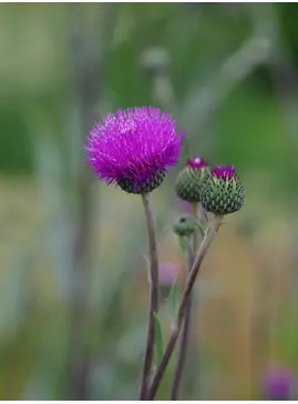Cirsium tuberosum silver form 