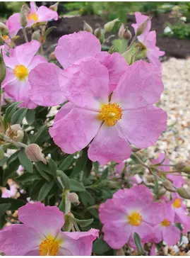 Cistus × bornetianus 'Jester'