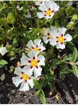 Cistus 'Gordon Cooper' 