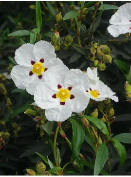 Cistus ladanifer