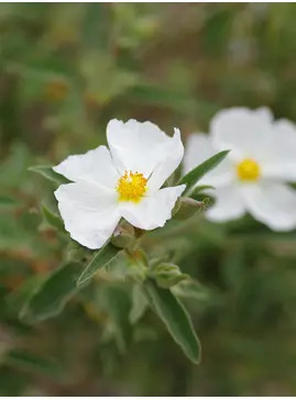 Cistus × argenteus 'Paper Moon'