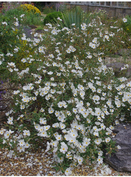 Cistus × argenteus 'Paper Moon'