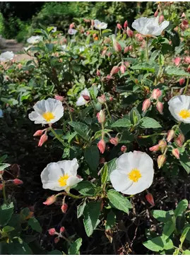Cistus x hybridus