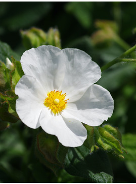 Cistus × laxus 'Snow White'