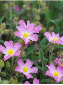 Cistus × lenis 'Grayswood Pink'