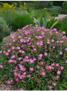 Cistus × lenis 'Grayswood Pink'