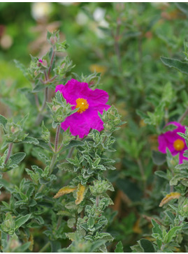 Cistus x pulverulentus