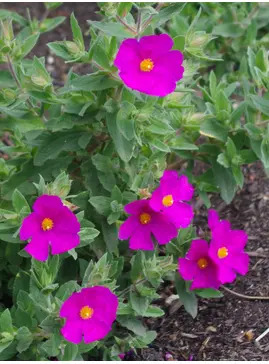 Cistus x pulverulentus 'Sunset'