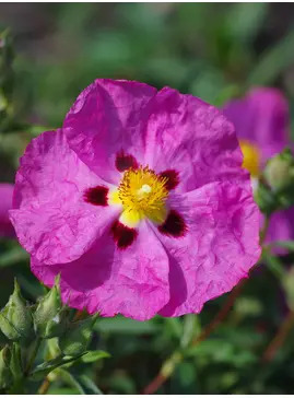 Cistus x purpureus
