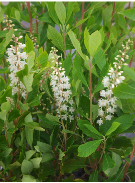 Clethra alnifolia