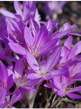 Colchicum 'Lilac Wonder' (DB)