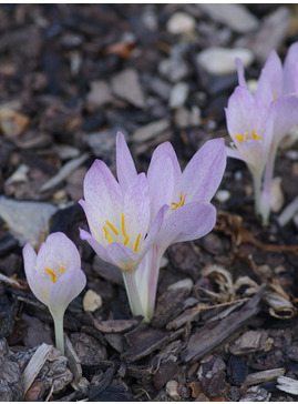 Colchicum sp from Royal Botanic Garden Edinburgh 