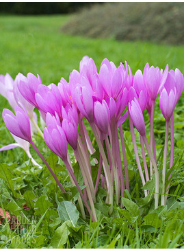 Colchicum 'The Giant' (DB)