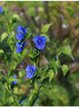 Commelina tuberosa Coelestis Group