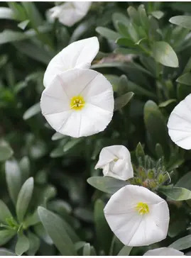Convolvulus cneorum