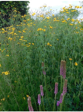 Coreopsis tripteris