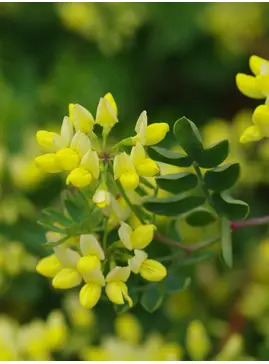 Coronilla valentina subsp. glauca 'Citrina'