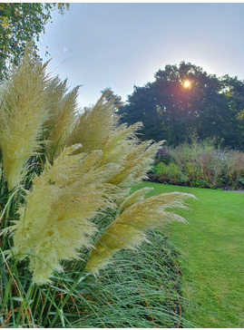 Cortaderia selloana 'Pumila'