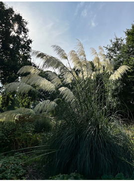 Cortaderia selloana 'Sunningdale Silver'