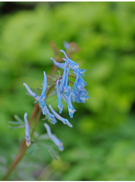 Corydalis flexuosa 'China Blue'
