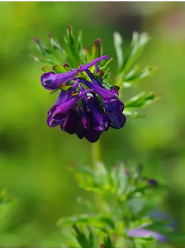 Corydalis 'Korn's Purple'