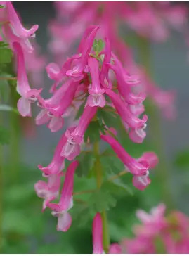 Corydalis solida subsp. solida 'Beth Evans'