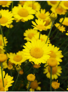 Cota tinctoria 'Grallagh Gold'