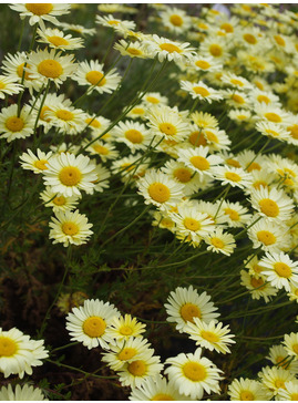 Cota tinctoria 'E.C. Buxton'