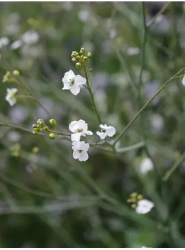Crambe cordifolia