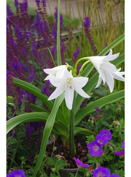Crinum x powellii 'Album'