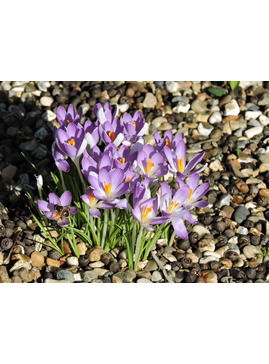 Weaving Bulbs through your Borders 